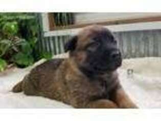 Belgian Malinois Puppy for sale in Ava, MO, USA
