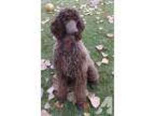 Labradoodle Puppy for sale in ALBERTON, MT, USA