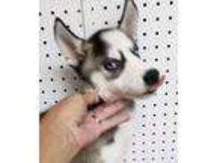 Siberian Husky Puppy for sale in Homosassa, FL, USA