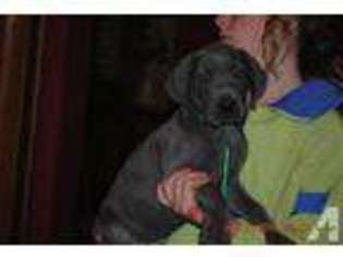 Great Dane Puppy for sale in FOLEY, MN, USA