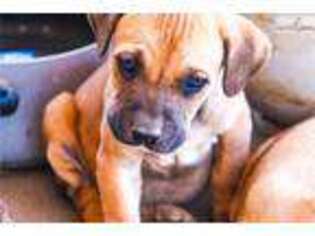 American Bandogge Puppy for sale in Phoenix, AZ, USA