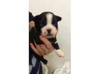 Boston Terrier Puppy for sale in SNOHOMISH, WA, USA