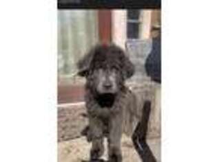 Newfoundland Puppy for sale in South Burlington, VT, USA
