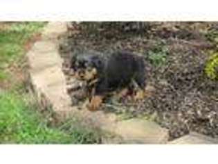Rottweiler Puppy for sale in Anderson, SC, USA