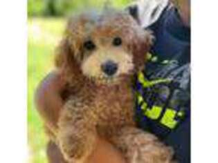 Goldendoodle Puppy for sale in South Glastonbury, CT, USA