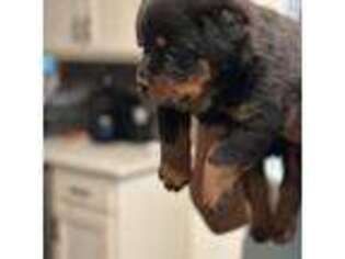 Rottweiler Puppy for sale in Grantville, GA, USA