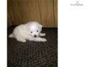 Medium Photo #1 American Eskimo Dog Puppy For Sale in Cincinnati, OH, USA