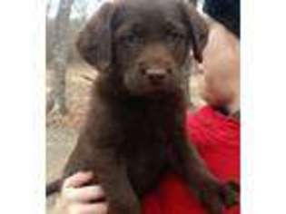 Labradoodle Puppy for sale in Doniphan, MO, USA