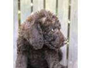 Labradoodle Puppy for sale in Ocoee, TN, USA