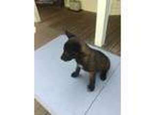Belgian Malinois Puppy for sale in Franklin, NC, USA