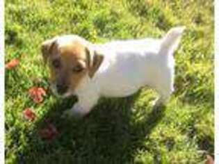 Jack Russell Terrier Puppy for sale in Tustin, CA, USA