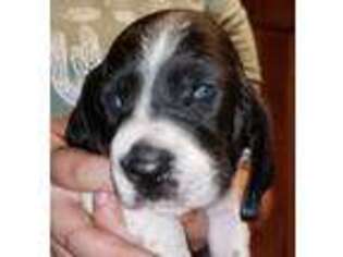 Basset Hound Puppy for sale in Elgin, OR, USA