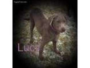 Labrador Retriever Puppy for sale in Auburn, IN, USA