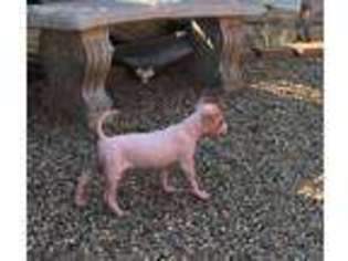 American Hairless Terrier Puppy for sale in Chicago, IL, USA