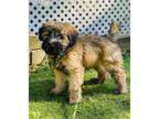 Soft Coated Wheaten Terrier Puppy for sale in Durham, NC, USA