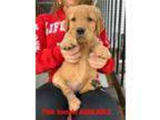 Golden Retriever Puppy for sale in Hamilton, MI, USA