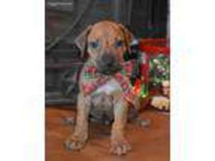 Rhodesian Ridgeback Puppy for sale in Runge, TX, USA