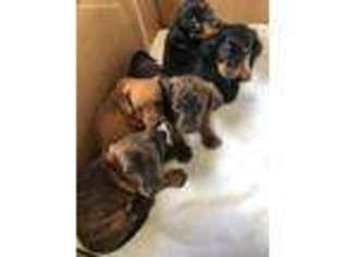 Dachshund Puppy for sale in Aston, PA, USA