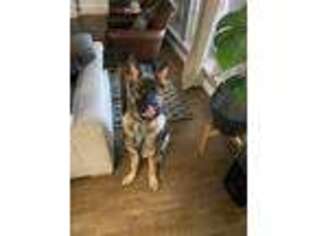 German Shepherd Dog Puppy for sale in Irving, TX, USA