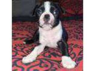 Boston Terrier Puppy for sale in New Haven, CT, USA