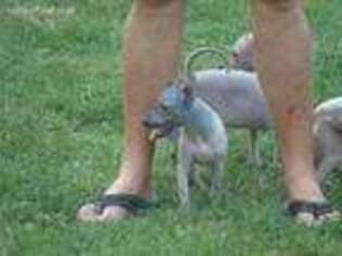 American Hairless Terrier Puppy for sale in Hopkinsville, KY, USA