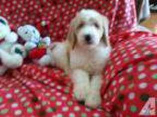 Goldendoodle Puppy for sale in CONROE, TX, USA