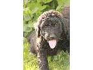 Labradoodle Puppy for sale in Tonasket, WA, USA