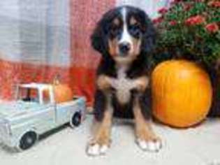 Bernese Mountain Dog Puppy for sale in Peebles, OH, USA