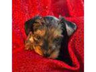 Yorkshire Terrier Puppy for sale in Keizer, OR, USA