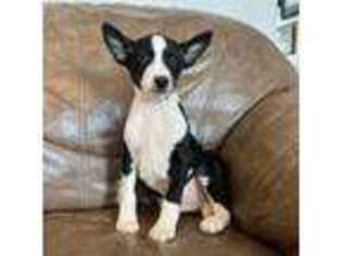 Basenji Puppy for sale in Spanish Fork, UT, USA