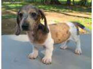 Dachshund Puppy for sale in Shelby, OH, USA