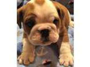 Bulldog Puppy for sale in Pelham, AL, USA