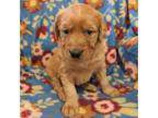 Golden Retriever Puppy for sale in Lexington, IN, USA