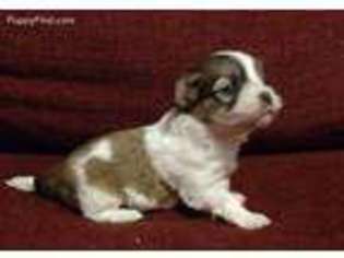 Havanese Puppy for sale in Springfield, TN, USA