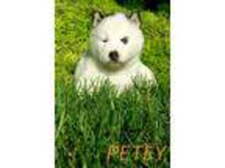 Siberian Husky Puppy for sale in Broken Arrow, OK, USA