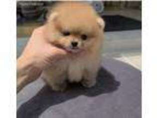 Pomeranian Puppy for sale in Burbank, CA, USA