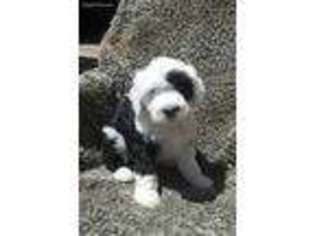 Portuguese Water Dog Puppy for sale in Denver, CO, USA