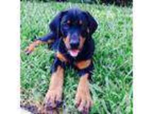 Doberman Pinscher Puppy for sale in CROSBY, TX, USA