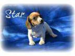 Dachshund Puppy for sale in Monett, MO, USA