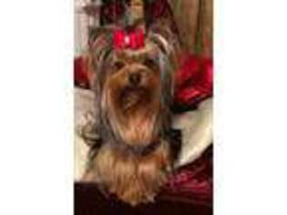 Yorkshire Terrier Puppy for sale in Crofton, KY, USA