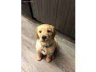 Golden Retriever Puppy for sale in Lynn Haven, FL, USA