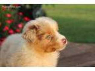 Australian Shepherd Puppy for sale in Lincolnton, GA, USA