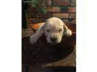 Golden Retriever Puppy for sale in Melber, KY, USA