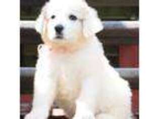 Great Pyrenees Puppy for sale in Foley, MO, USA