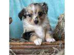 Australian Shepherd Puppy for sale in Stockton, UT, USA