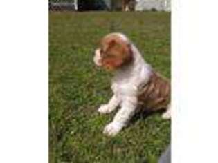 Cavalier King Charles Spaniel Puppy for sale in Magnolia, NC, USA
