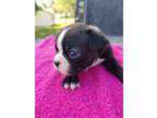 Boston Terrier Puppy for sale in Silex, MO, USA