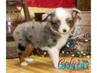 Miniature Australian Shepherd Puppy for sale in Cedar City, UT, USA