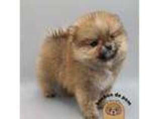 Pomeranian Puppy for sale in Jacksonville, NC, USA