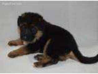 German Shepherd Dog Puppy for sale in Hackensack, NJ, USA
